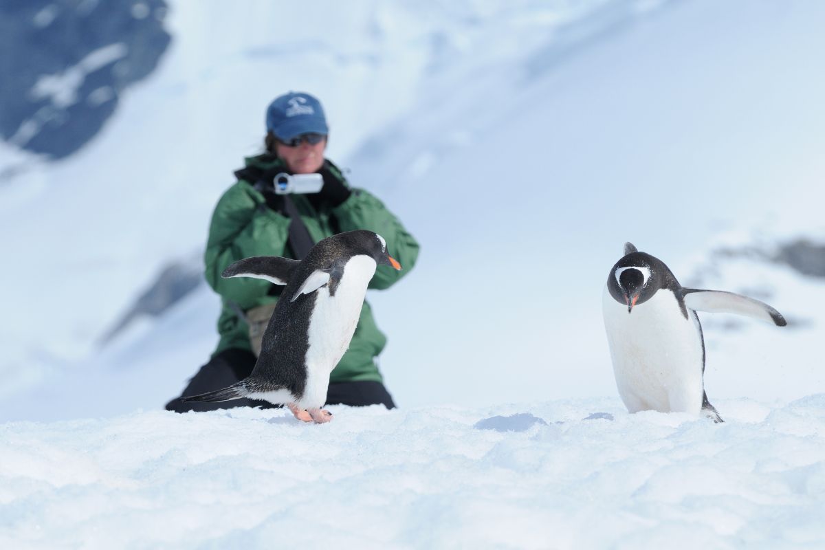 pinguinos-la-antartida-terramar